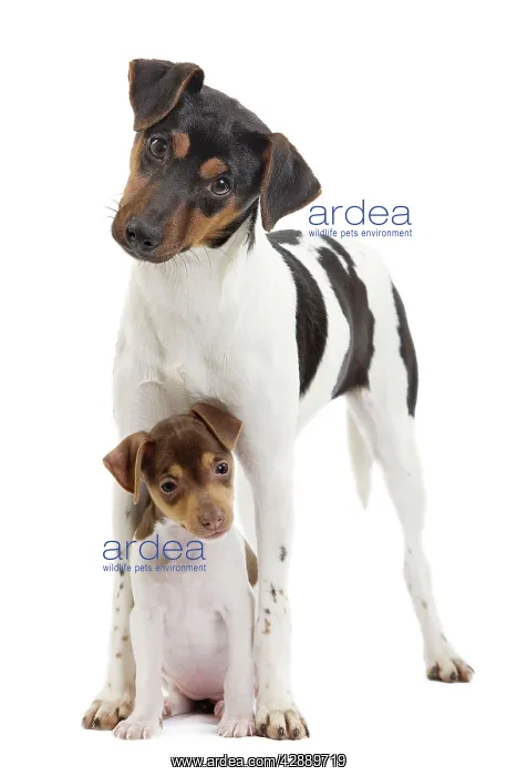 : Dog - Brazilian Terrier - adult & puppy in studio : Dog - Brazilian Terrier - adult & puppy in studio