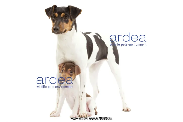 : Dog - Brazilian Terrier - adult & puppy in studio : Dog - Brazilian Terrier - adult & puppy in studio