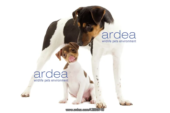 : Dog - Brazilian Terrier - adult & puppy in studio : Dog - Brazilian Terrier - adult & puppy in studio