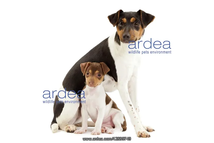 : Dog - Brazilian Terrier - adult & puppy in studio : Dog - Brazilian Terrier - adult & puppy in studio
