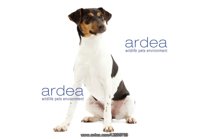 : Dog - Brazilian Terrier - adult in studio : Dog - Brazilian Terrier - adult in studio