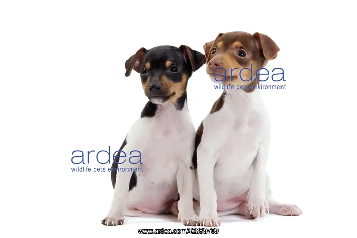 : Dog - Brazilian Terrier puppies in studio : Dog - Brazilian Terrier puppies in studio