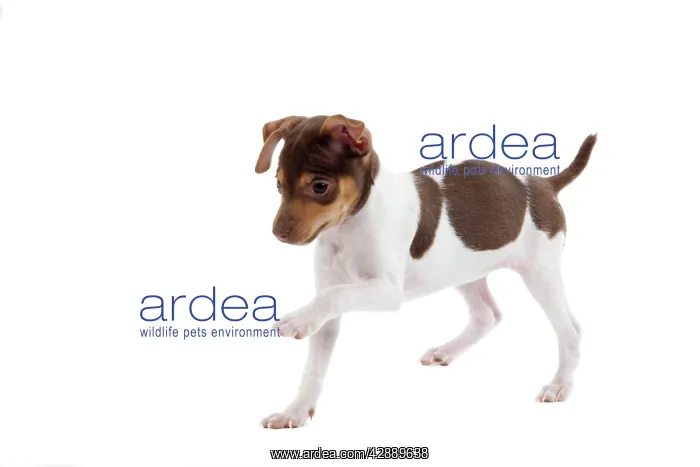 : Dog - Brazilian Terrier puppy running in studio : Dog - Brazilian Terrier puppy running in studio