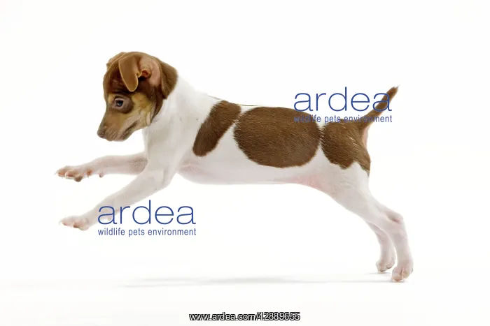 : Dog - Brazilian Terrier puppy running in studio : Dog - Brazilian Terrier puppy running in studio