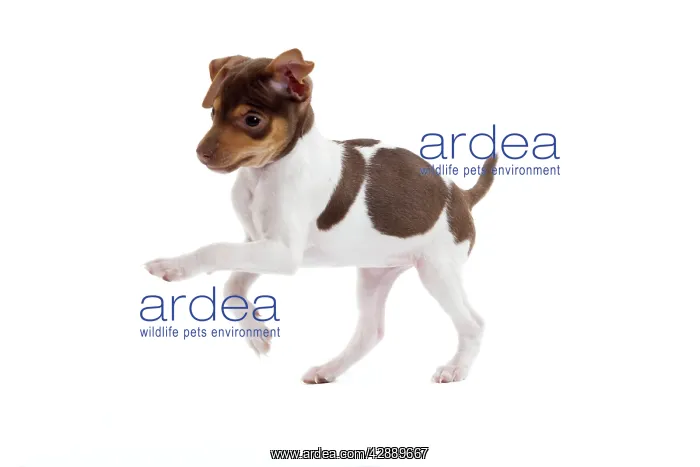 : Dog - Brazilian Terrier puppy running in studio : Dog - Brazilian Terrier puppy running in studio