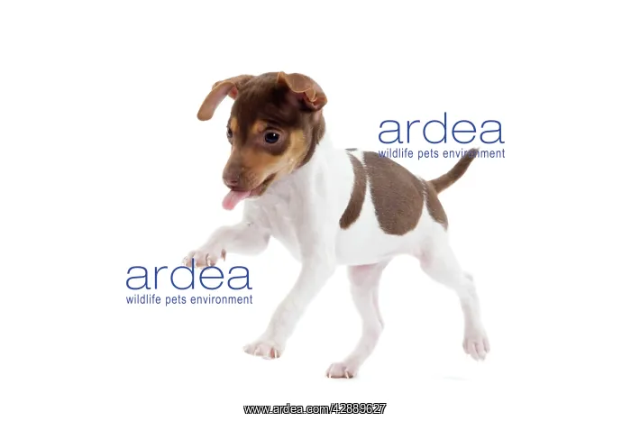 : Dog - Brazilian Terrier puppy in studio : Dog - Brazilian Terrier puppy in studio