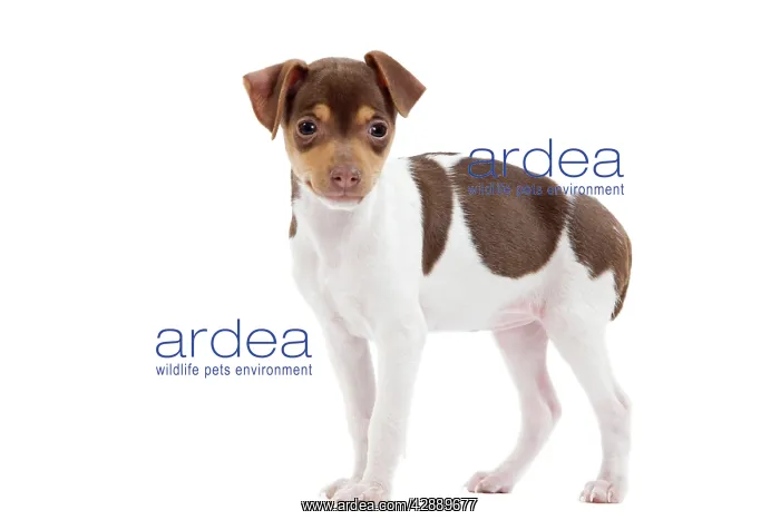 : Dog - Brazilian Terrier puppy in studio : Dog - Brazilian Terrier puppy in studio