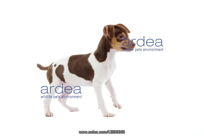 : Dog - Brazilian Terrier puppy in studio : Dog - Brazilian Terrier puppy in studio