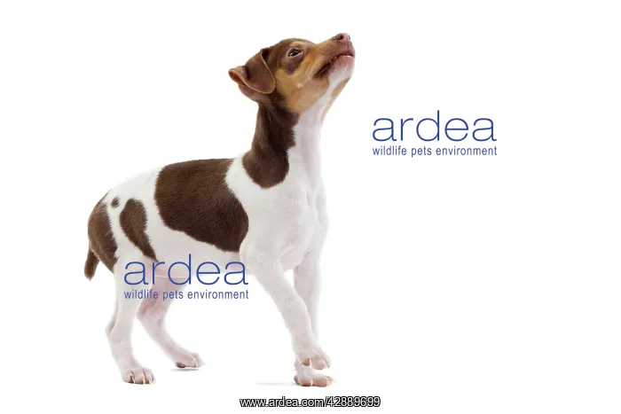 : Dog - Brazilian Terrier puppy in studio : Dog - Brazilian Terrier puppy in studio