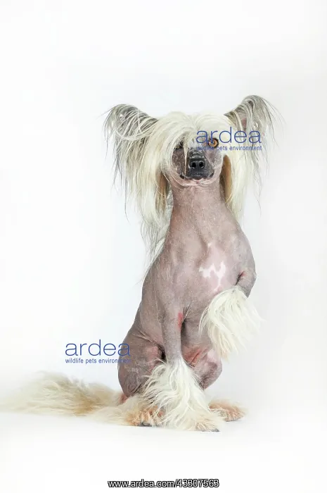 : Dog breed Chinese Crested Hairless, male dog, sitting : Dog breed Chinese Crested Hairless, male dog, sitting