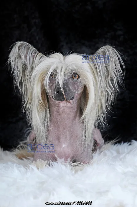 : Dog breed Chinese Crested Hairless, male dog, lying : Dog breed Chinese Crested Hairless, male dog, lying