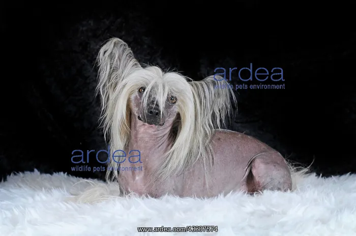 : Dog breed Chinese Crested Hairless, male dog, lying : Dog breed Chinese Crested Hairless, male dog, lying