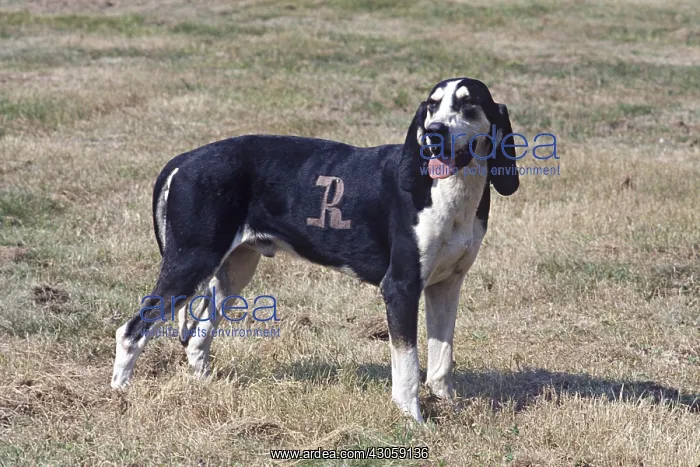 : Dog breed Francais noir et blanc : Dog breed Francais noir et blanc