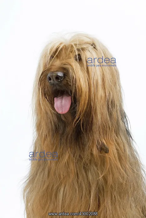 : Dog - Briard : Dog - Briard
