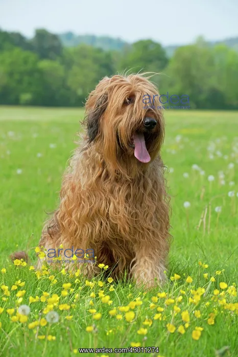 : Dog Briard : Dog Briard