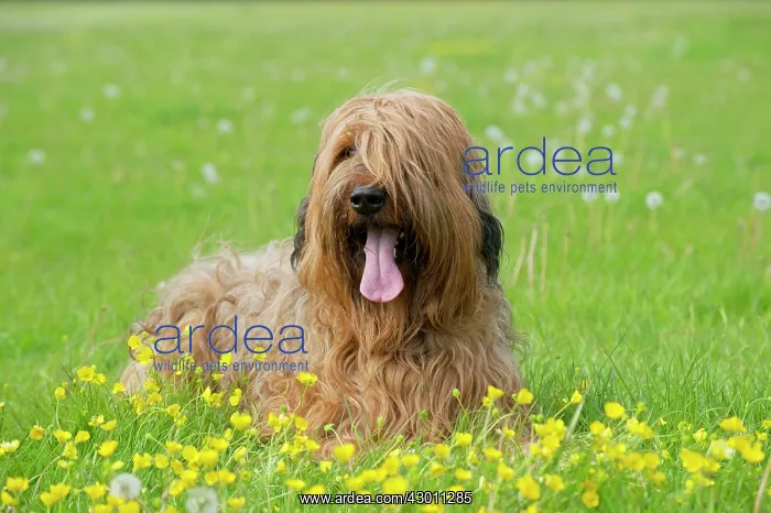 : Dog Briard : Dog Briard