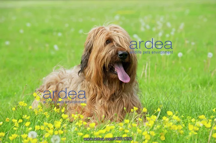 : Dog Briard : Dog Briard