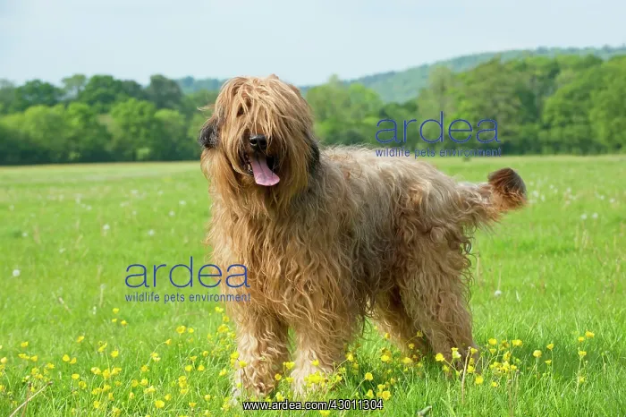 : Dog Briard : Dog Briard