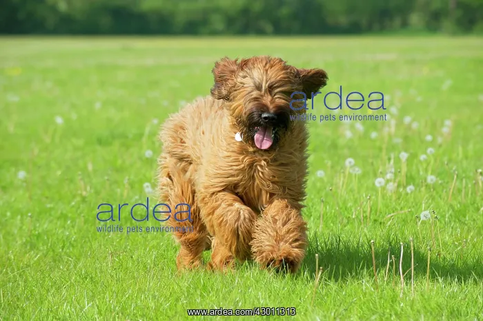 : Dog Briard : Dog Briard