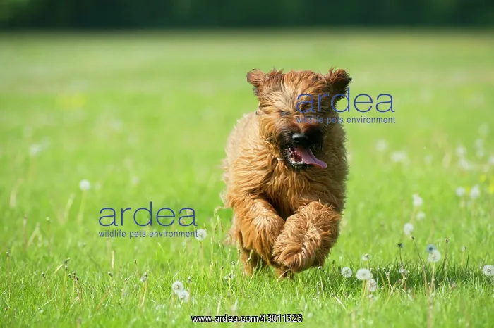 : Dog Briard