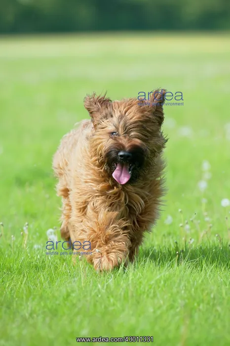  : Dog Briard