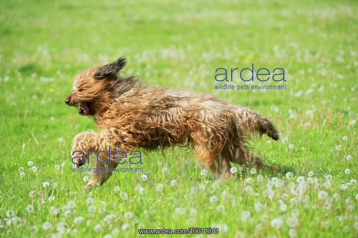 : Dog Briard : Dog Briard