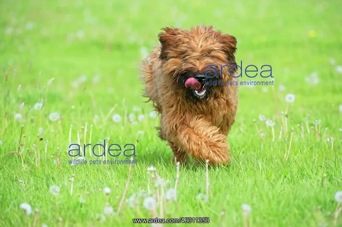 : Dog Briard : Dog Briard