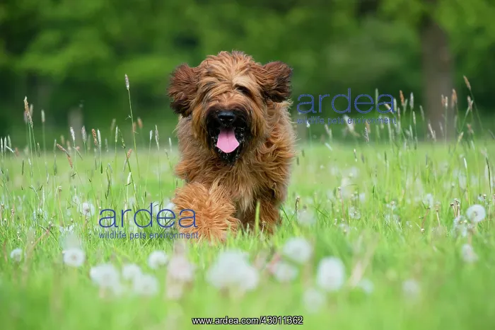 : Dog Briard