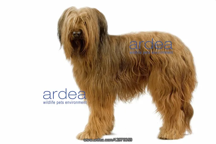  : Dog - Briard  /  Berger de Brie
