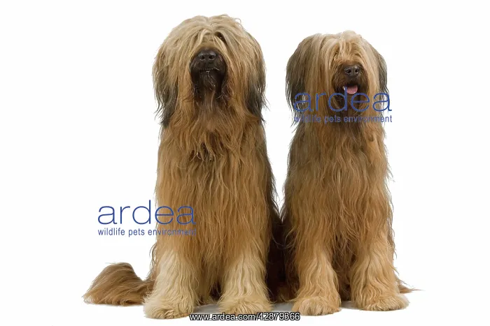  : Dog - Briard  /  Berger de Brie