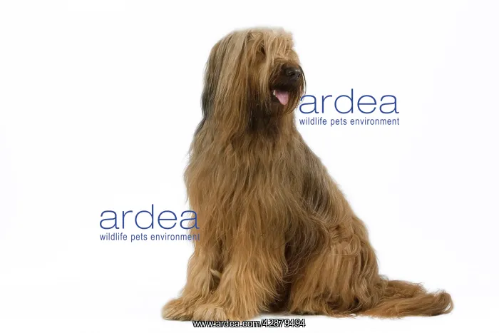  : Dog - Briard  /  Berger de Brie