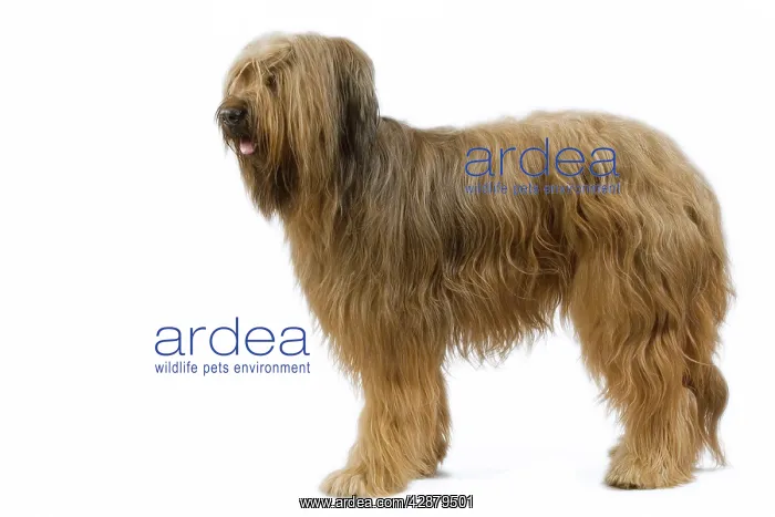  : Dog - Briard  /  Berger de Brie