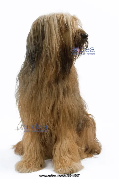 : Dog - Briard  /  Berger de Brie