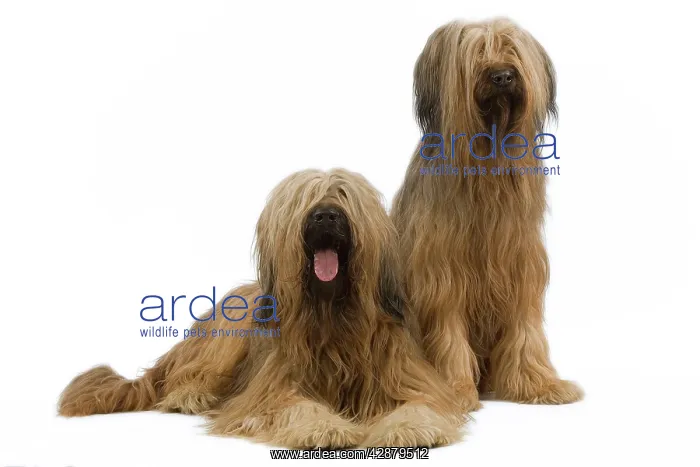  : Dog - Briard  /  Berger de Brie - two