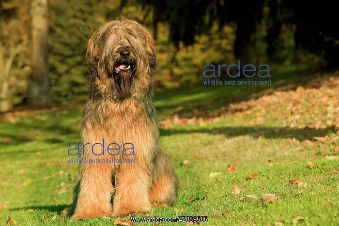  : Dog - Briard  /  Berger de Brie
