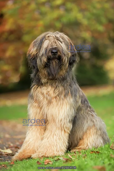  : Dog - Briard  /  Berger de Brie