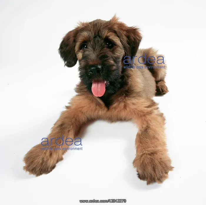  : DOG - Briard  /  Berger de Brie puppy