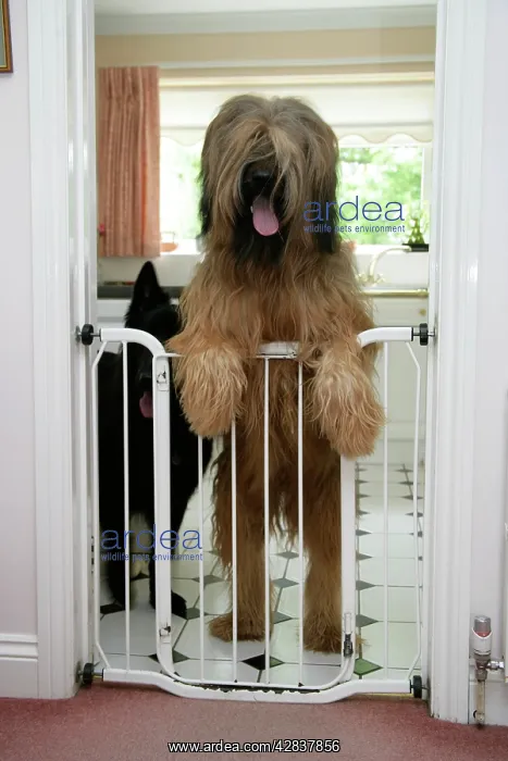  : DOG - Briard dog behind baby gate, looking over