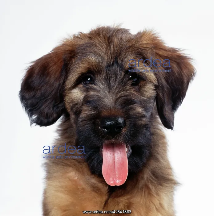  : DOG - Briard Puppy, close-up of face
