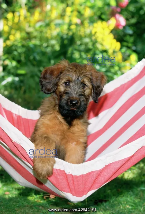  : DOG - Briard puppy in hammock