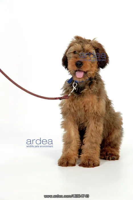  : Dog - Briard puppy on a lead