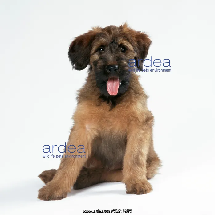 : DOG - Briard Puppy sitting : DOG - Briard Puppy sitting