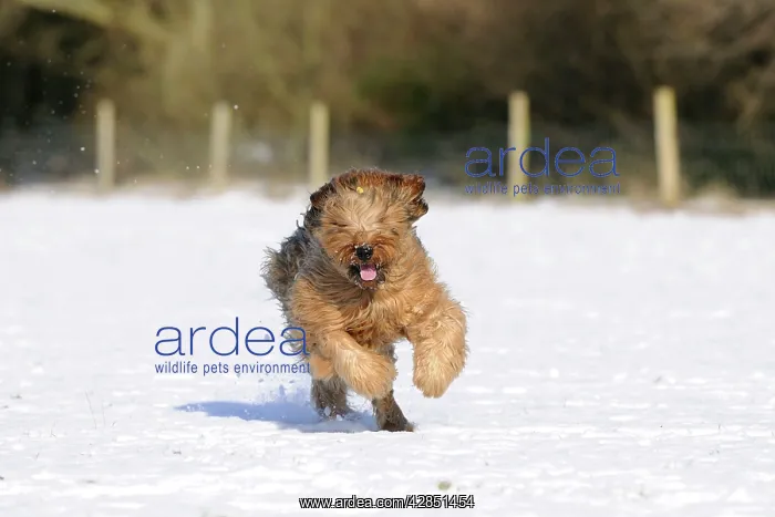  : DOG. Briard running through the snow