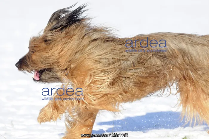  : DOG. Briard running through the snow