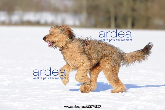 : DOG. Briard running through the snow