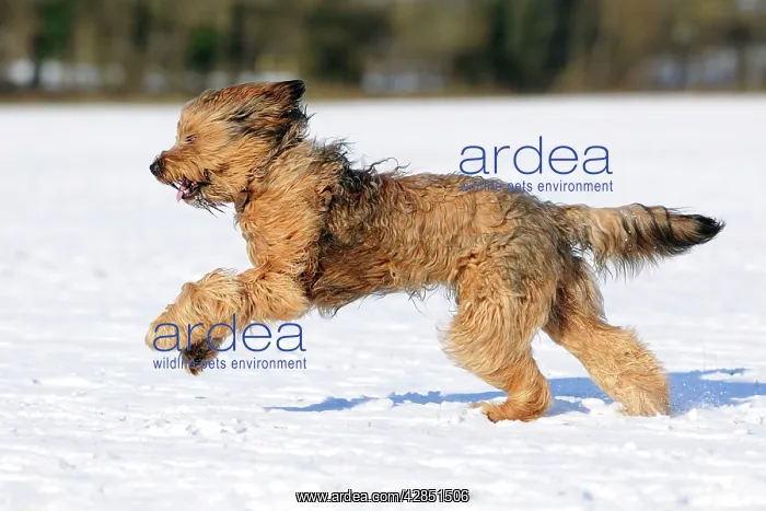  : DOG. Briard running through the snow
