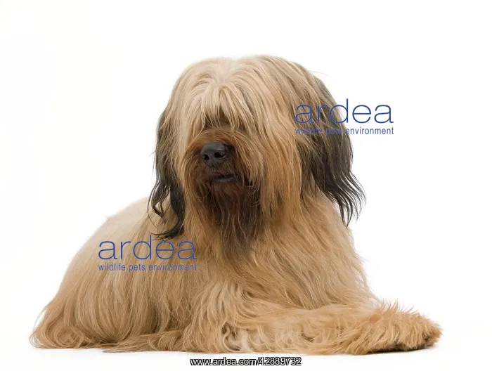  : Dog - Briard Sheepdog