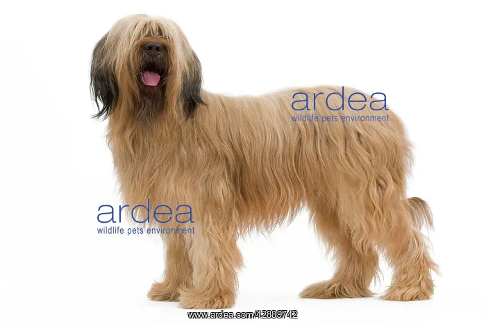  : Dog - Briard Sheepdog