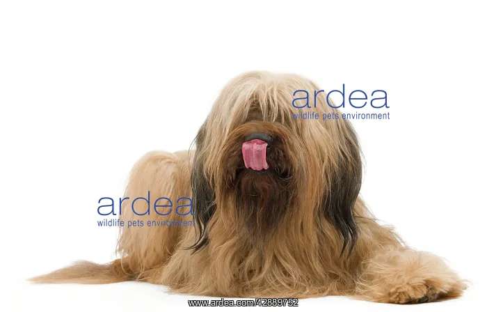  : Dog - Briard Sheepdog
