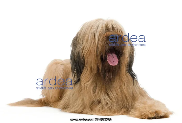  : Dog - Briard Sheepdog